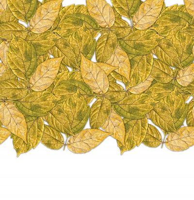 Панно ID Wall Botanica ID048006 